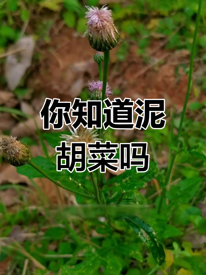 泥胡菜:菊科野菜的秘密,你见过吗?
