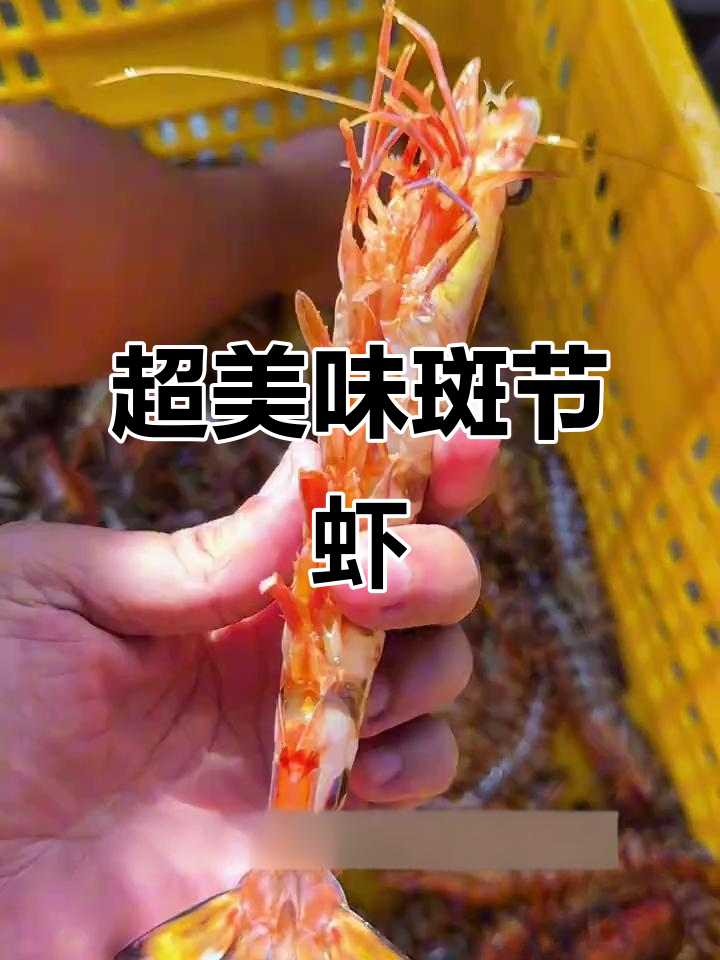 野生斑节虾:肉质紧实,口感鲜甜,刺身首选!
