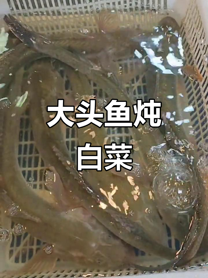 渤海湾大头鱼炖白菜,鲜香四溢的汤菜做法