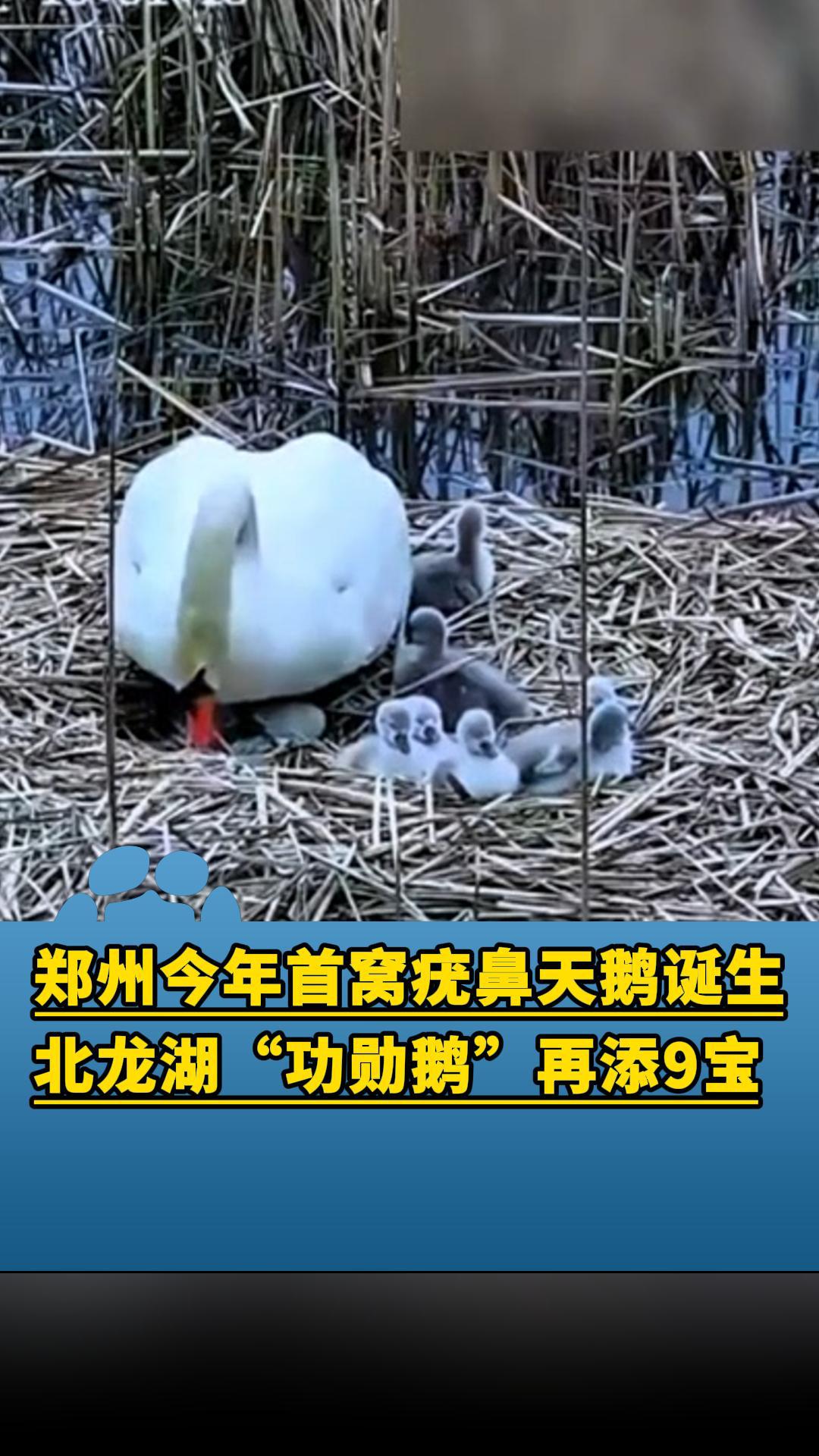 郑州今年首窝疣鼻天鹅诞生!北龙湖“功勋鹅”再添9宝