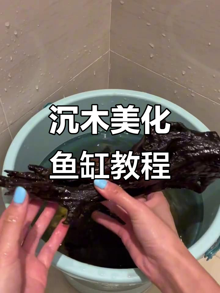 鱼缸造景必备:沉木的选择与处理技巧