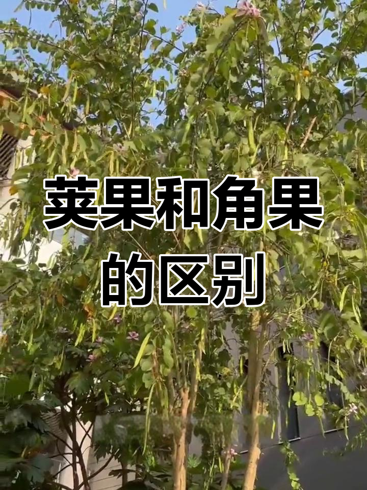 角果与假果的解剖对比