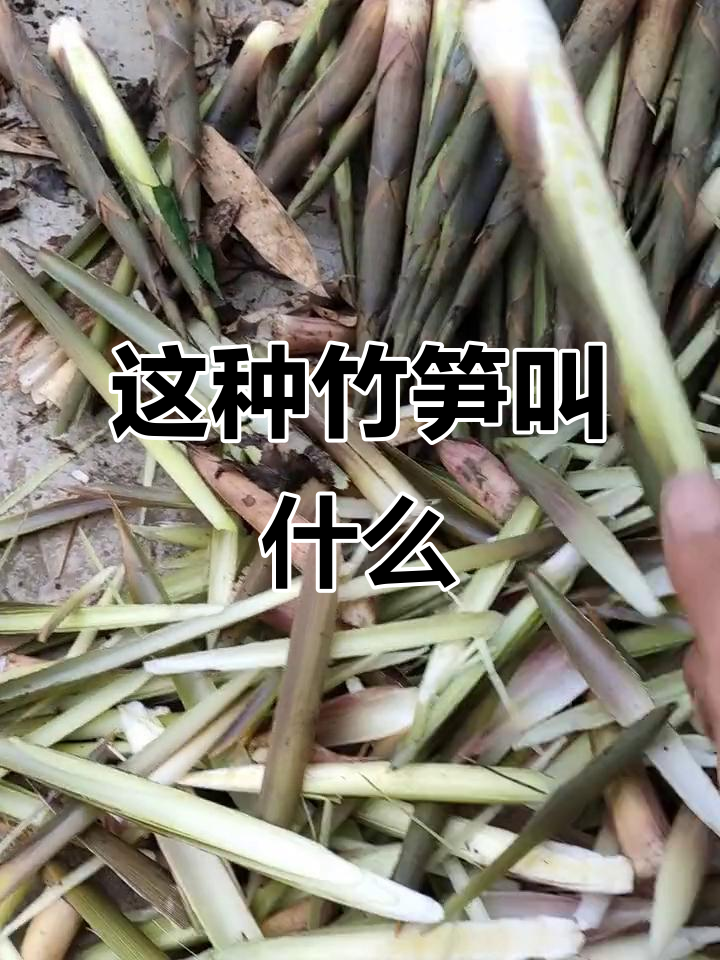 你们叫这种竹笋什么名字?有多少种说法和我们的相同