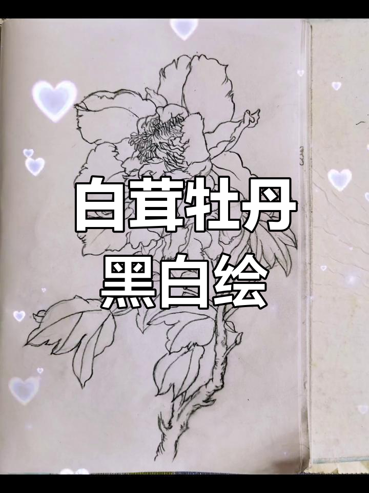 牡丹花:富贵圆满的黑白线描画艺术