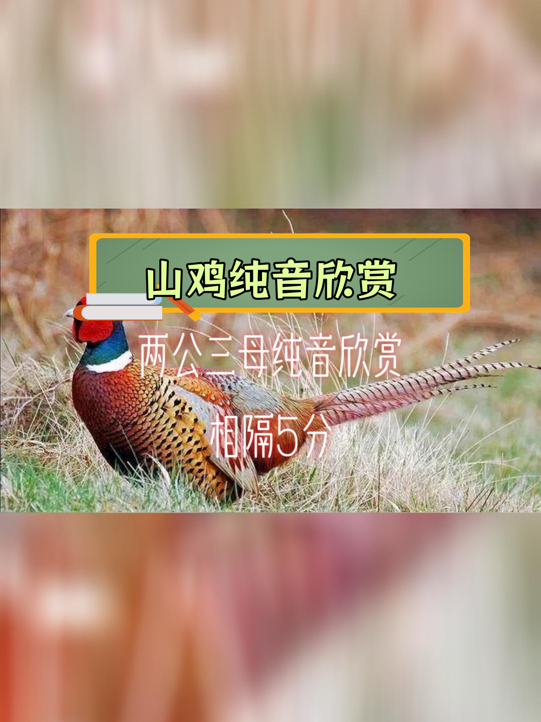 七彩山鸡的美丽叫声,人与自然和谐共处