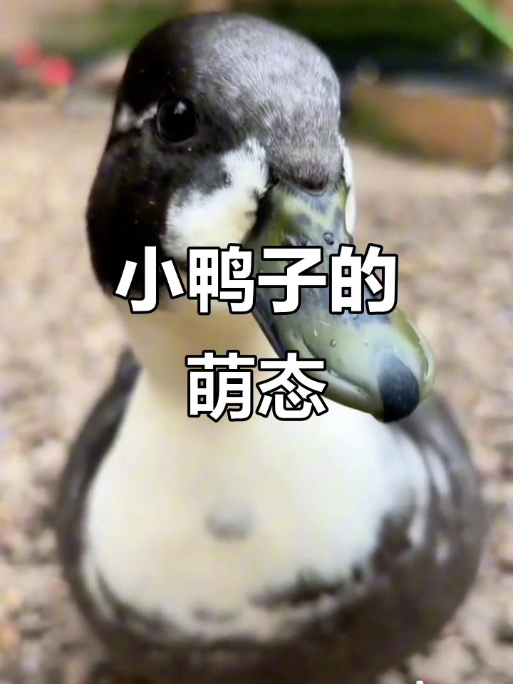 呆萌小鸭子贴脸卖萌,超可爱!