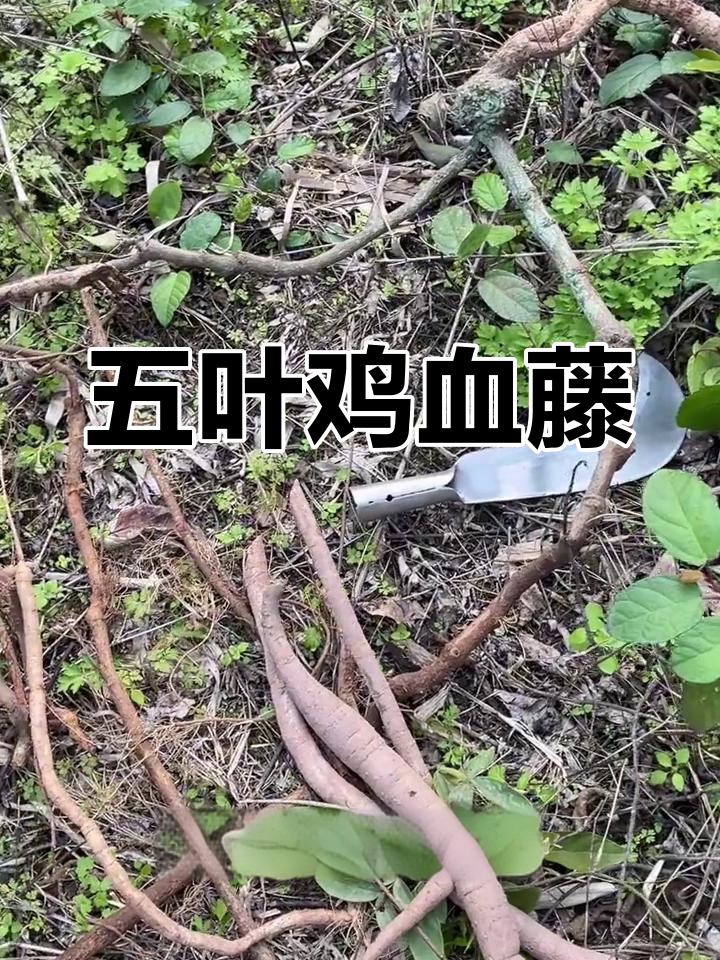 发现药用植物:五叶鸡血藤