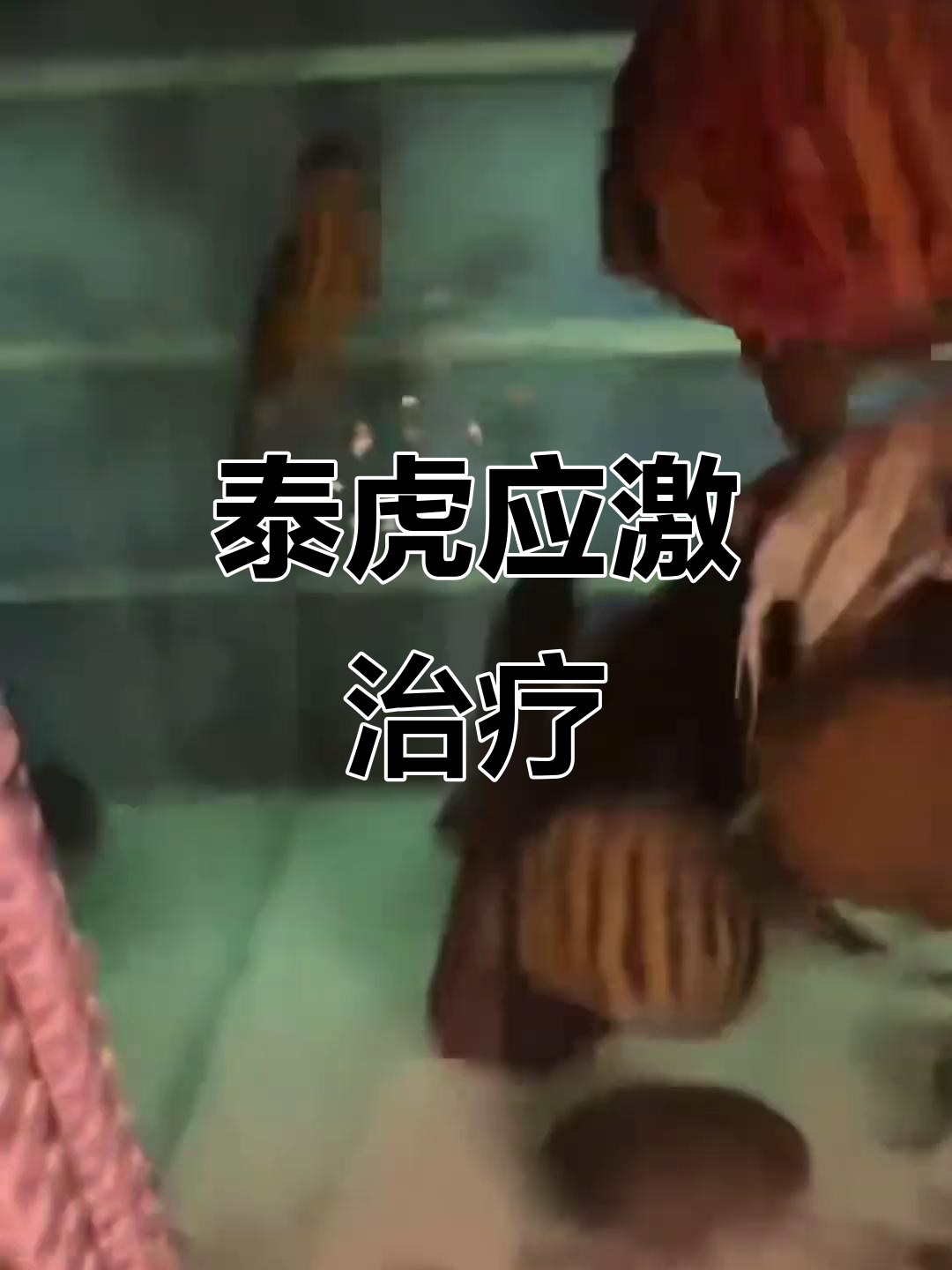 泰国虎鱼应激反应治疗全过程,细节揭秘