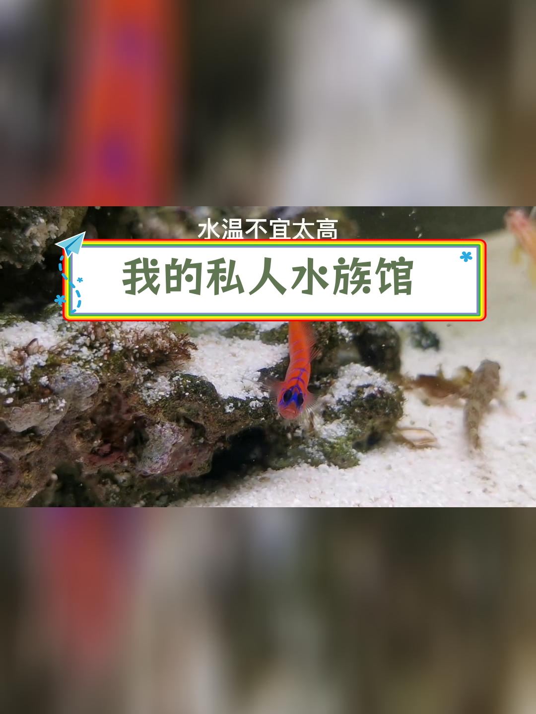 探索加勒比海与海南的独特海水鱼