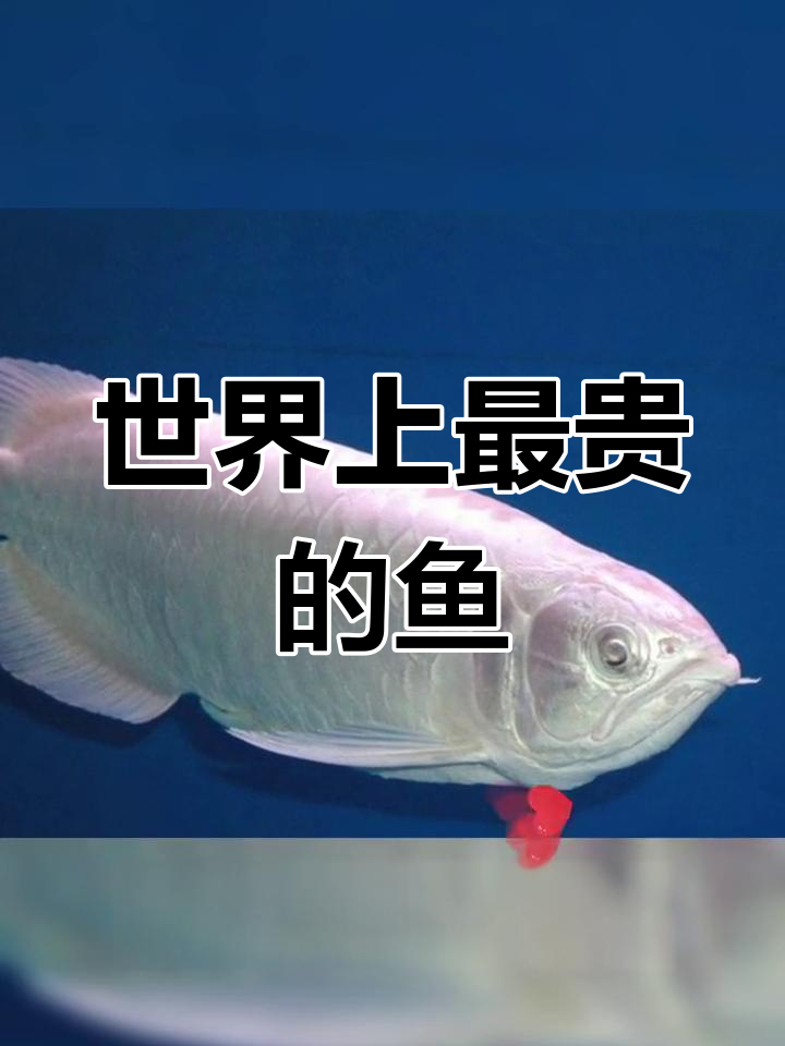 世界最昂贵观赏鱼排行榜,第一名价值千万