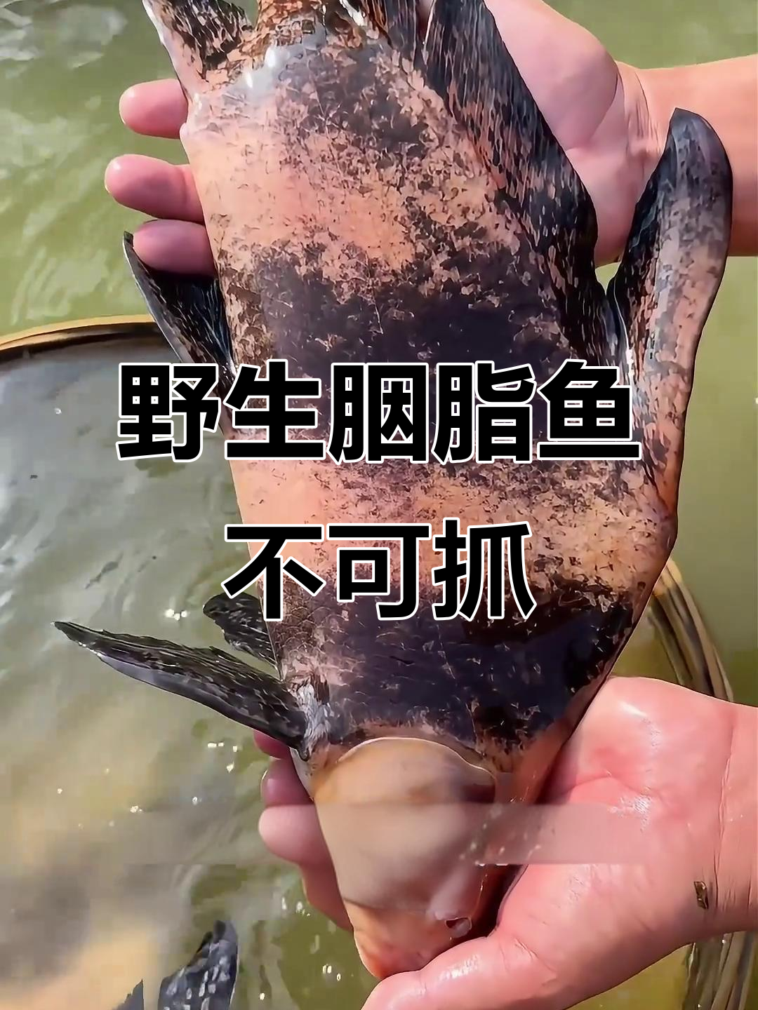 胭脂鱼是二级保护动物，不能私自捕捉！人工养殖技术已成熟