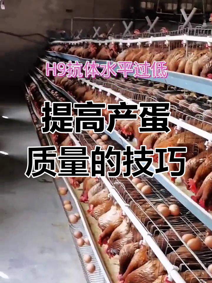 蛋鸡养殖中白壳蛋问题解析