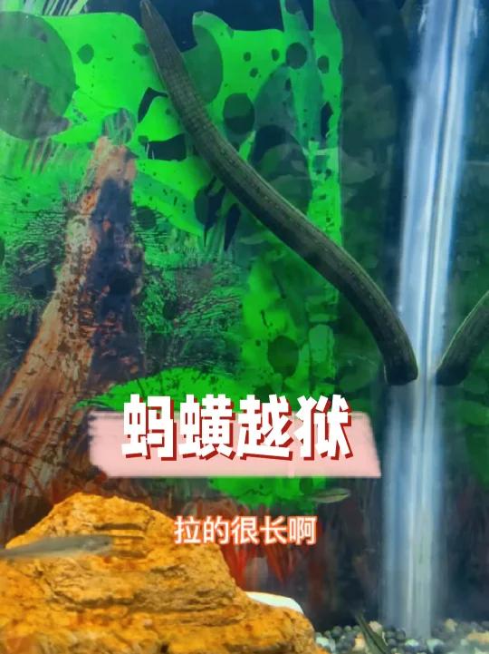 蚂蟥越狱