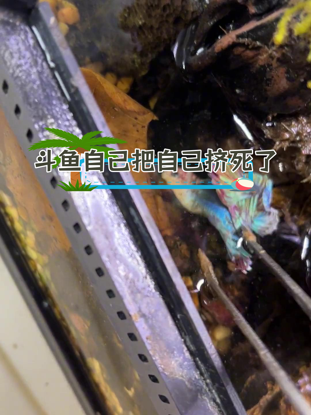 斗鱼被卡死,竟是自己的错