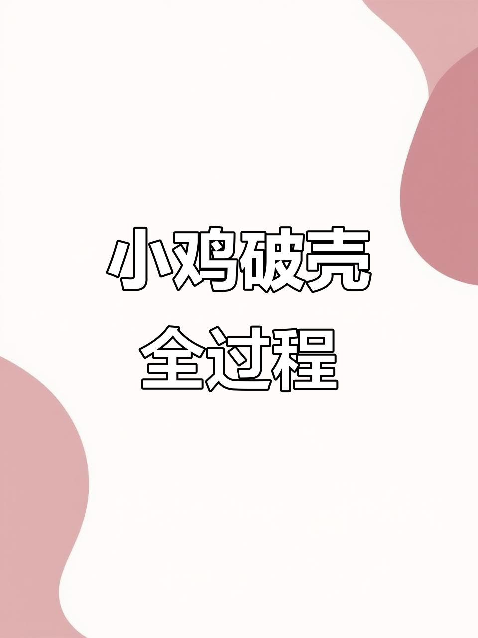 小鸡的成长与孵化过程,蛋壳破裂瞬间超萌