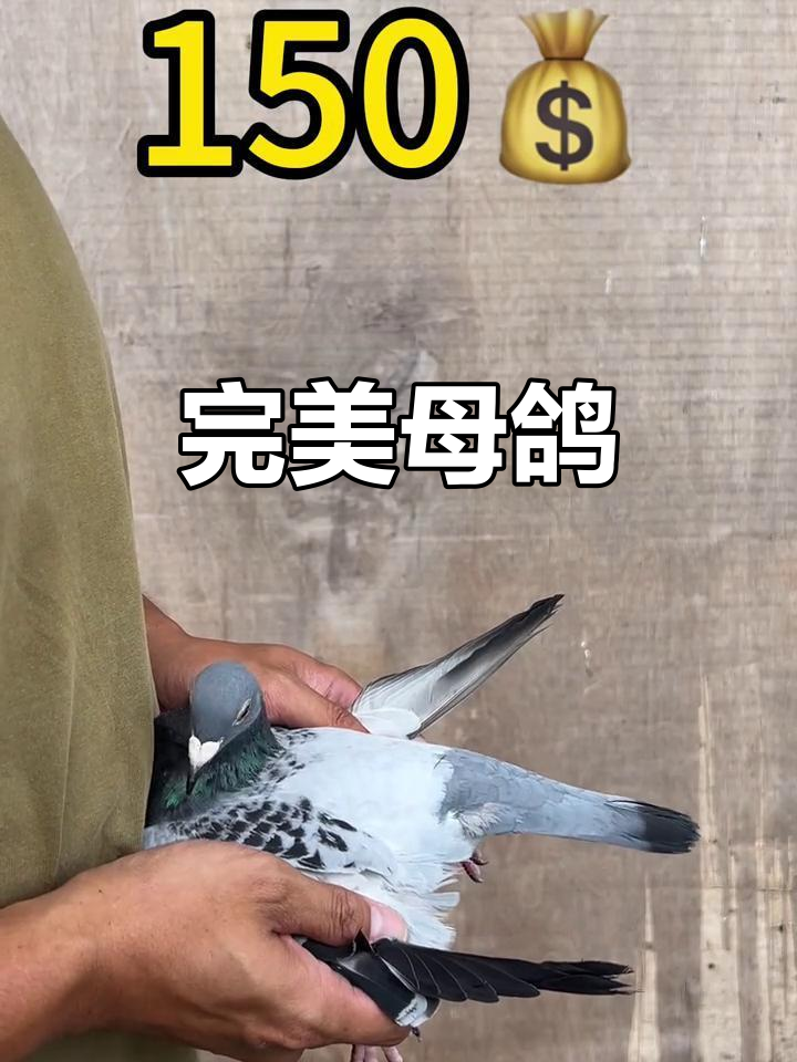 2024年优秀母鸽,体型完美,白眼皮肉瘤明显,值得拥有!