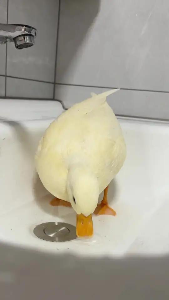 这鸭看着不太聪明 动物迷惑行为大赏 养宠物哪有不疯的 柯尔鸭绝味 鸭表情包