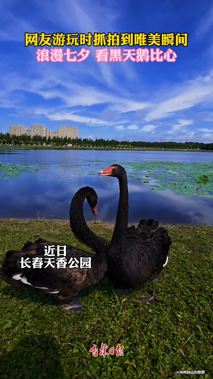 浪漫七夕,看黑天鹅比心