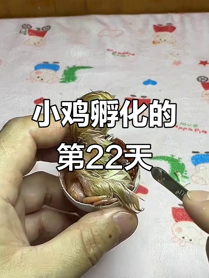 鸭蛋壳孵化小鸡,21天出壳过程大揭秘