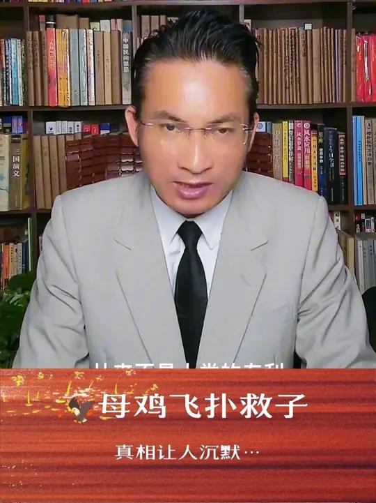 母鸡飞扑救子！真相让人沉默……3斤母鸡VS猛禽！监控拍下最震撼母爱瞬间！现实版老鹰抓小鸡上