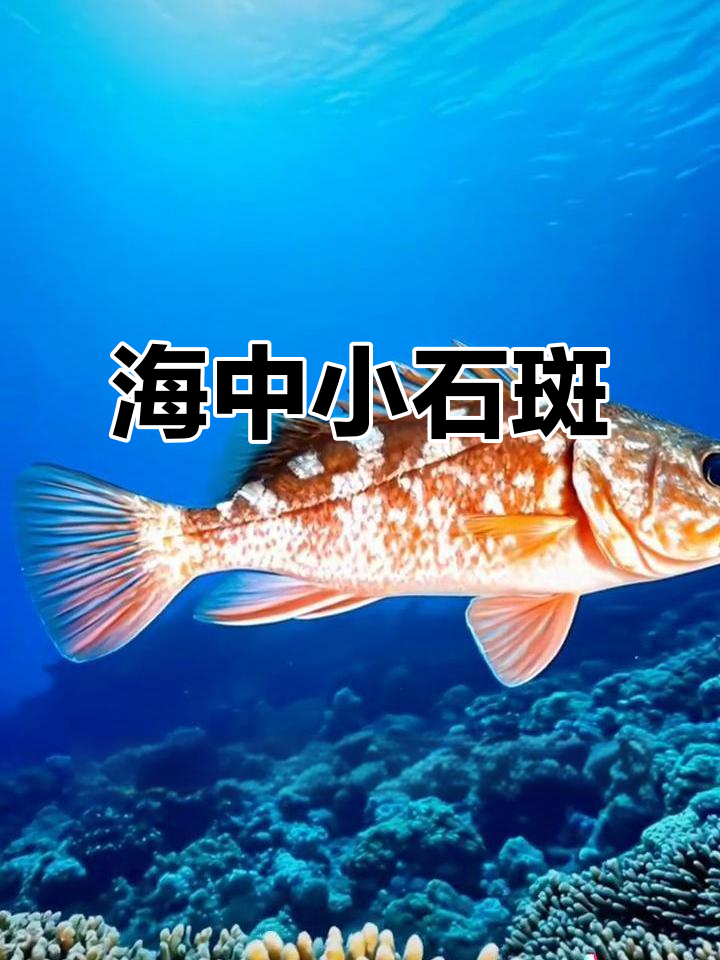 石九公鱼,海中珍品,了解它的钓法与习性吧!