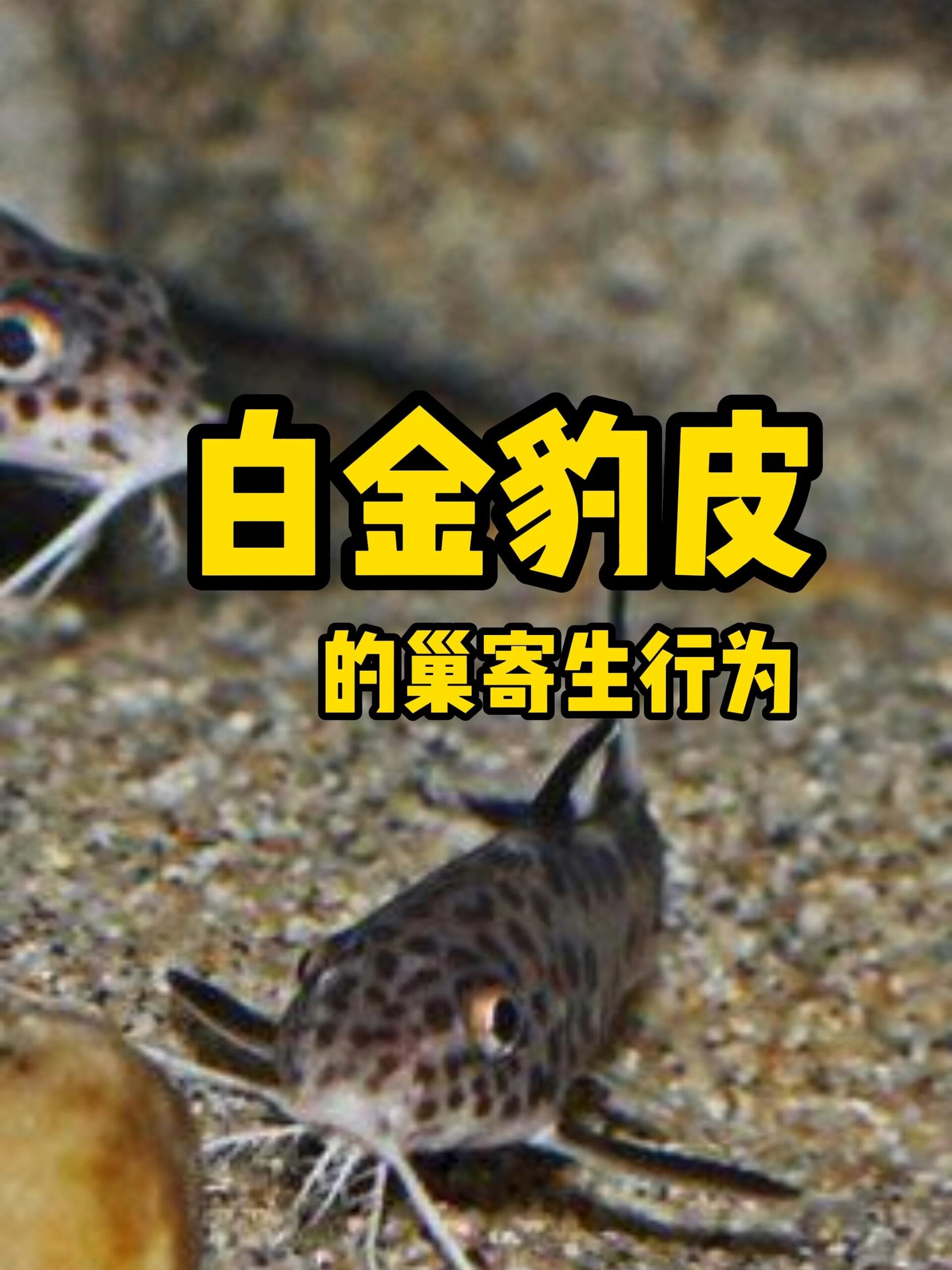 科普视频|白金豹皮