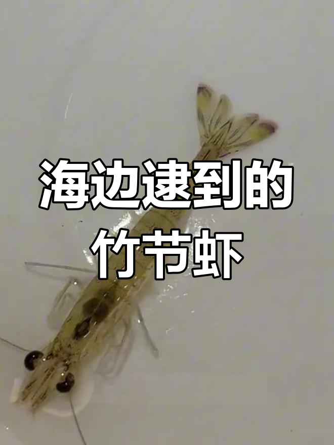抓到一只竹节虾,海边美食大揭秘