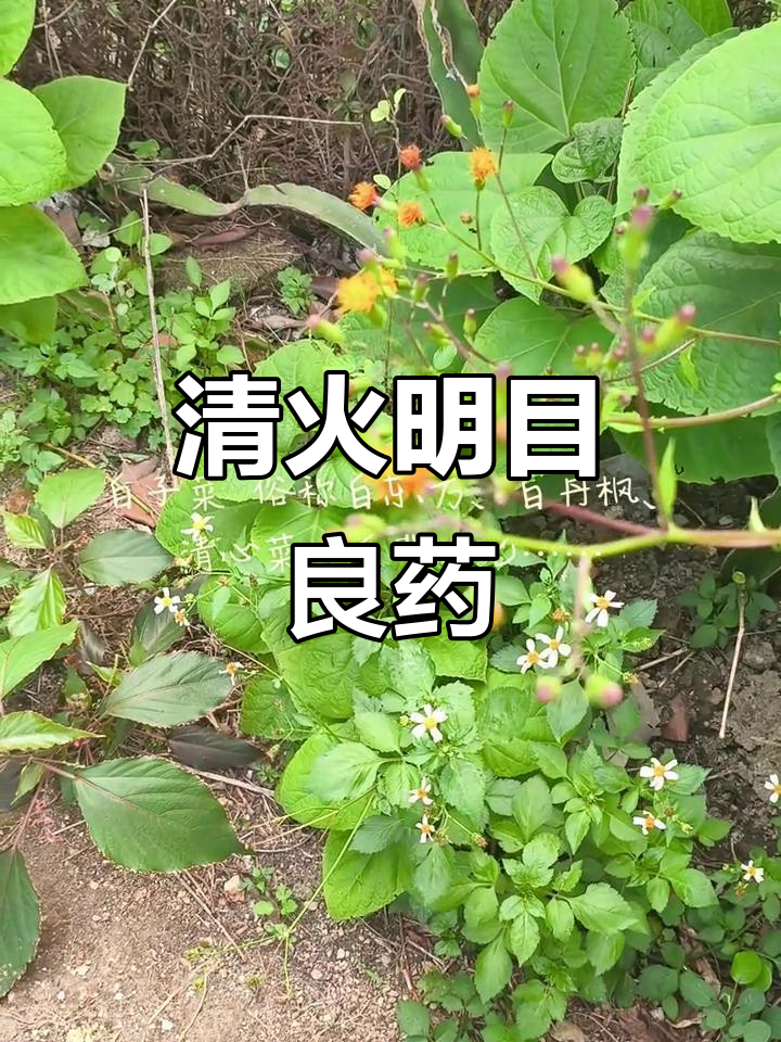 白子菜嫩茎清火,老枝可治目赤肿痛