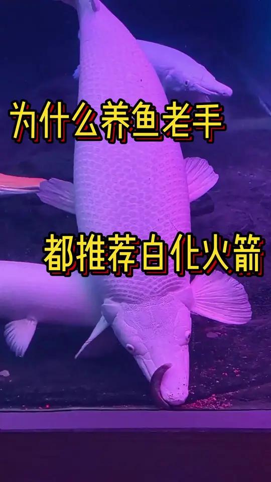 为什么养鱼老手都推荐白化幽灵火箭 水族观赏鱼