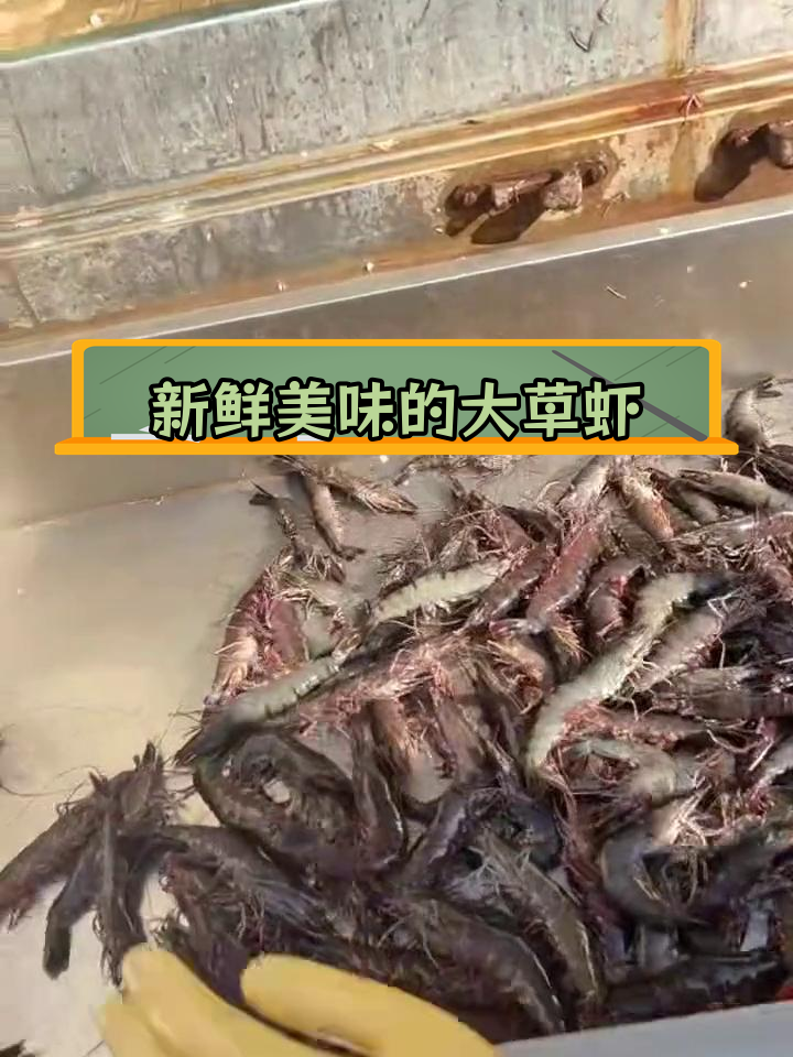 盘锦野生大草虾,鲜美至极