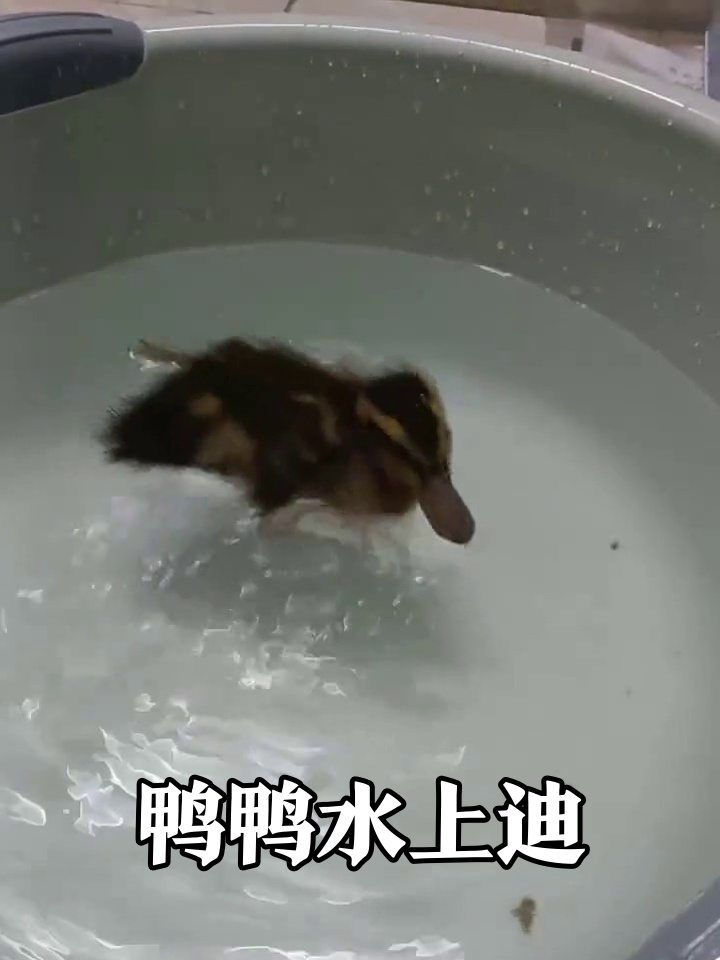 小鸭子的水盆蹦迪现场，每步都是表情包！