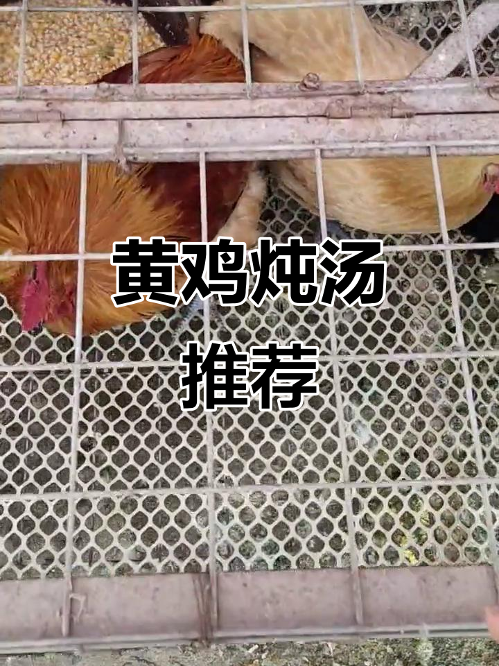 肥美黄鸡,炖汤绝佳!颜值与美味并存,必试土鸡汤面