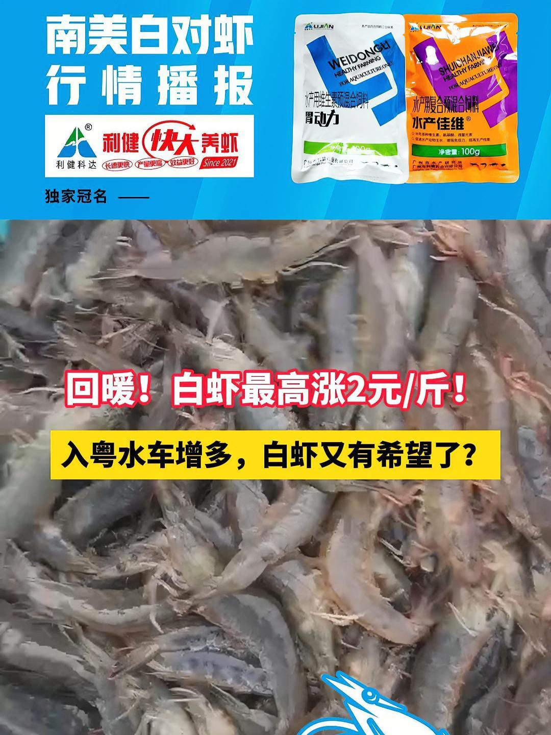 回暖!白虾最高涨2元/斤!入粤水车增多,白虾又有希望了?南美白对虾 水产养殖 三农