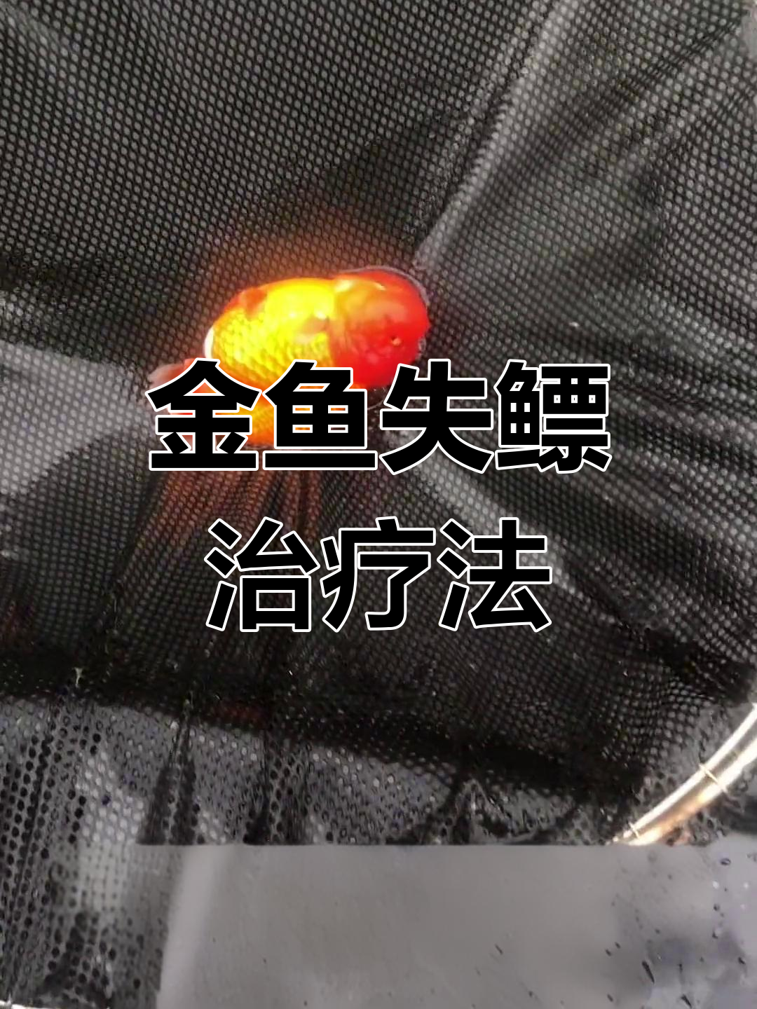 金鱼失鳔怎么办?正确治疗方法揭秘