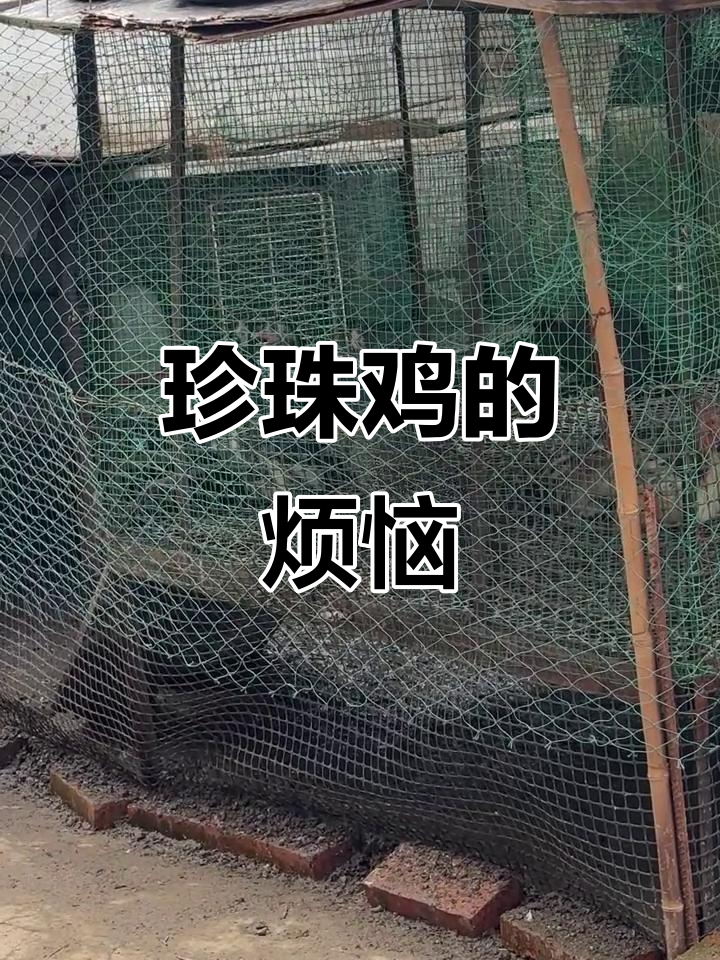 珍珠鸡叫声不断,真是受不了了!