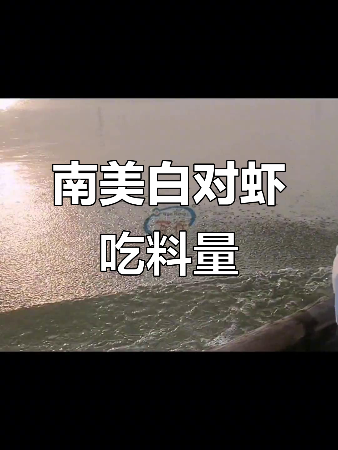 一斤饲料能喂多少虾?揭秘南美白对虾的吃料量