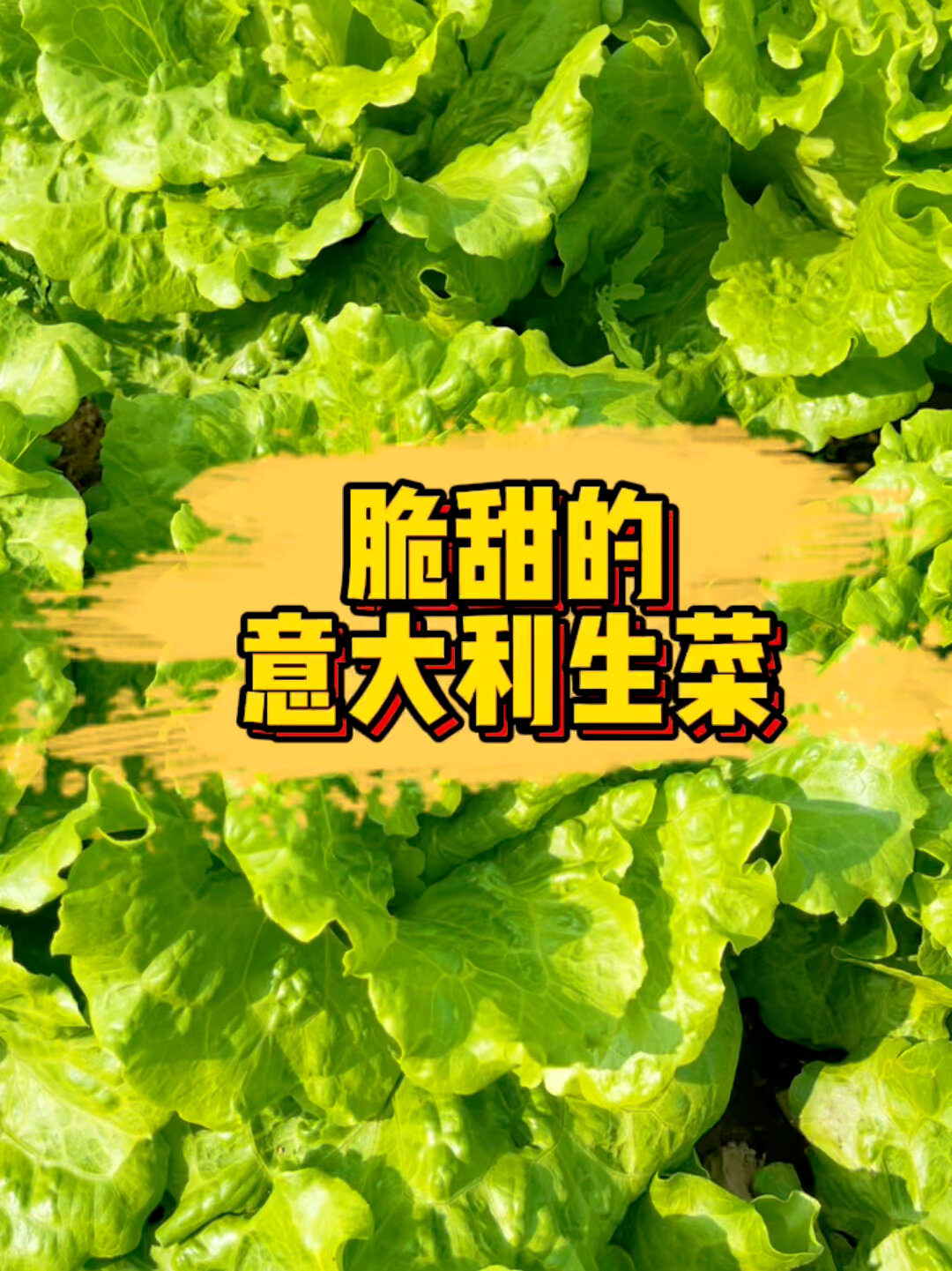 意大利生菜生长周期短,一年四季可种植