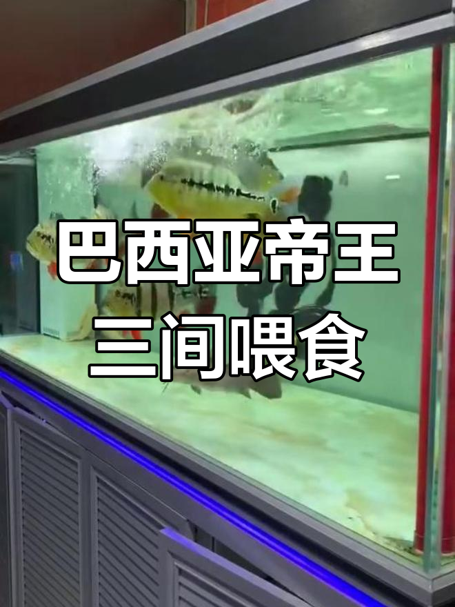 喂食巴西亚帝王三间大鱼,场面壮观