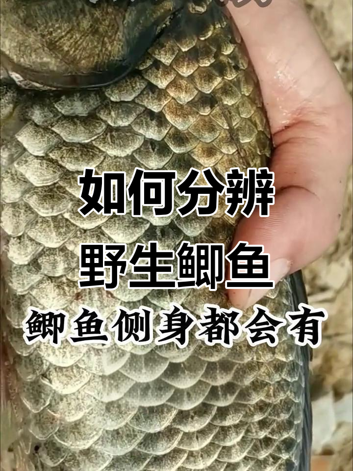 纯野生鲫鱼辨别技巧,一看就懂!
