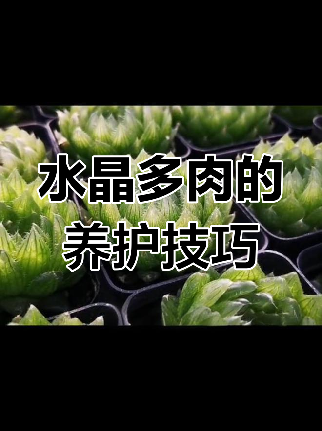 养护水晶多肉,避免高温暴晒和过度遮阴