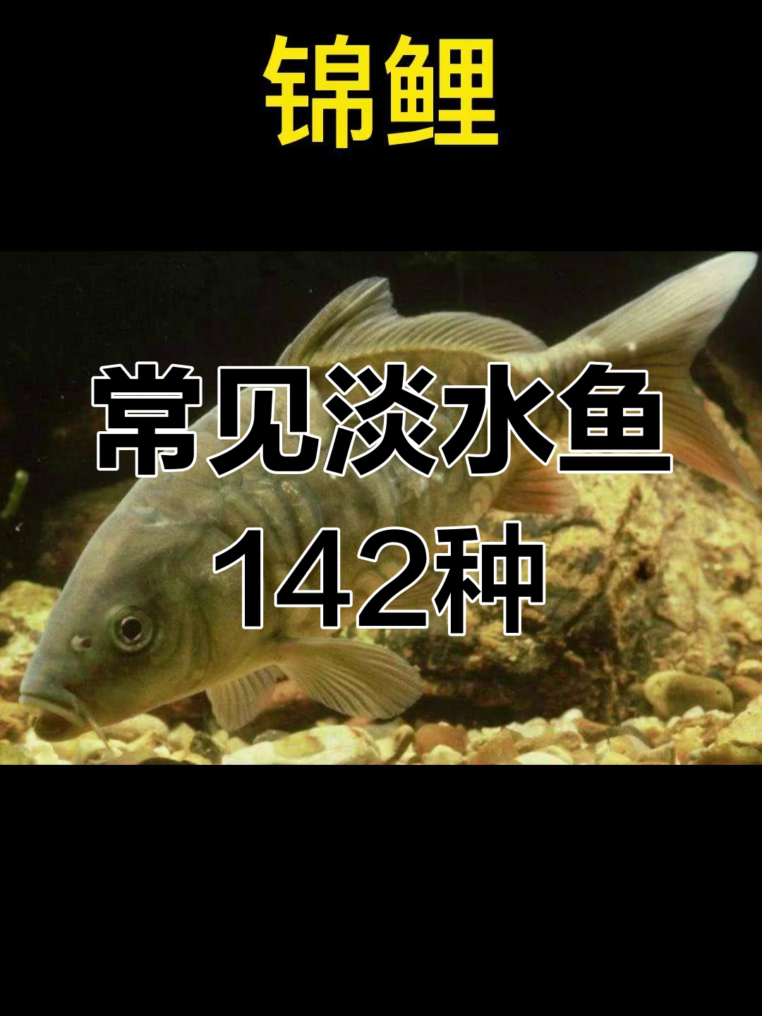 淡水鱼种类大全,142种常见鱼类解析