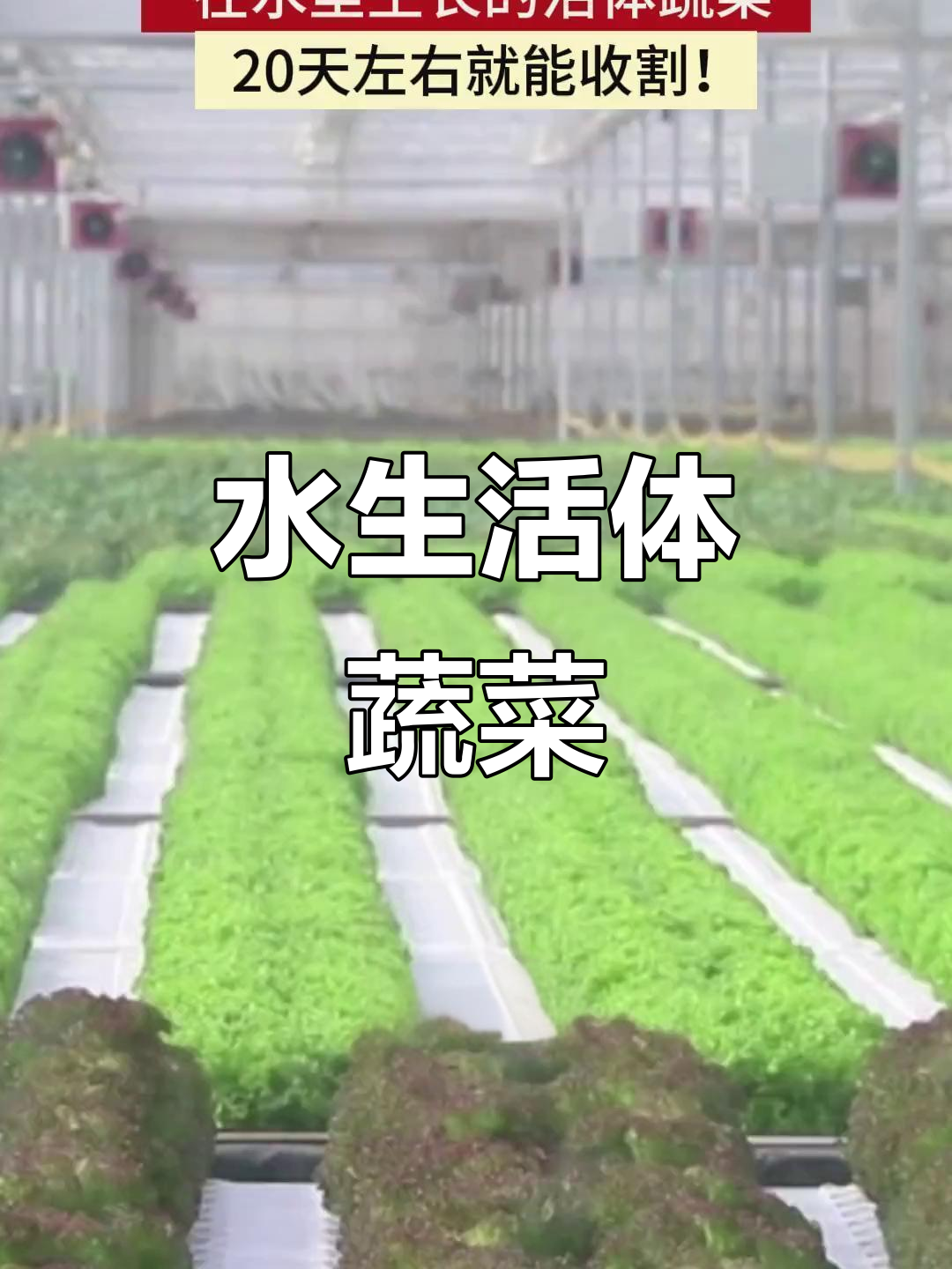 水中漂浮板种植蔬菜，20天就能收割！