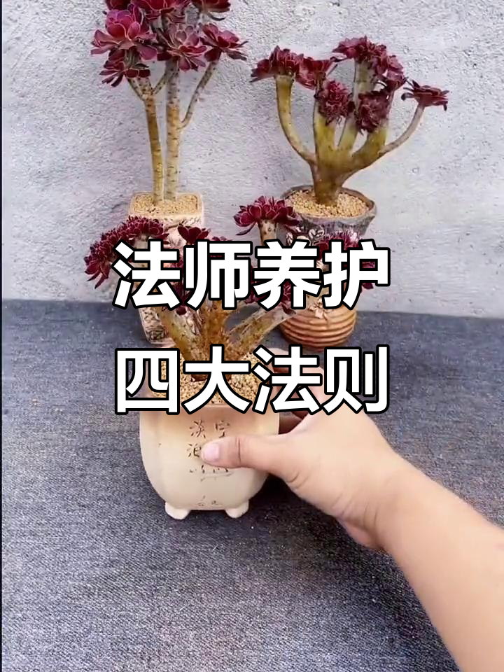 法师控养四要素,轻松打造木质老桩