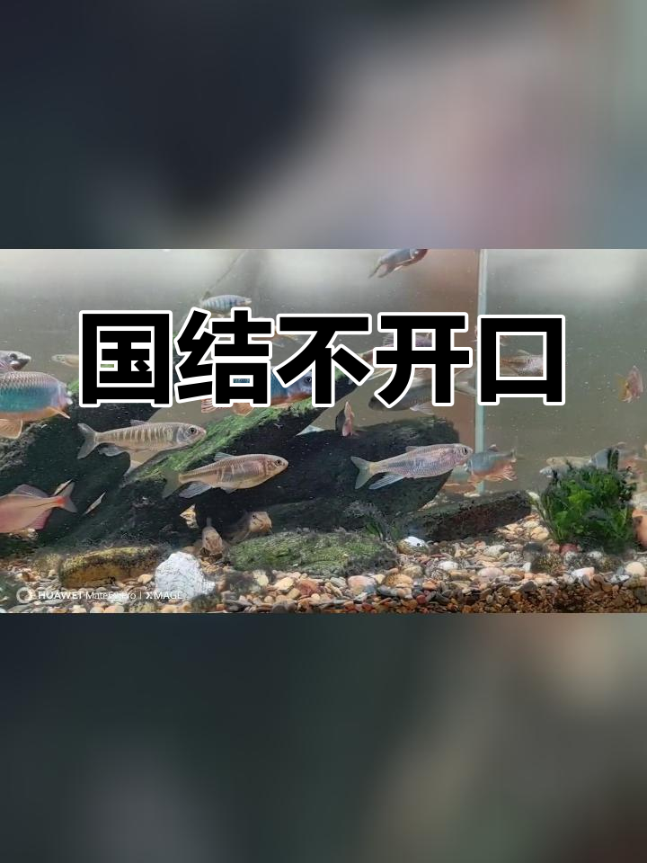 蓝吉罗与红吉罗的神秘互动,受伤迹象引关注