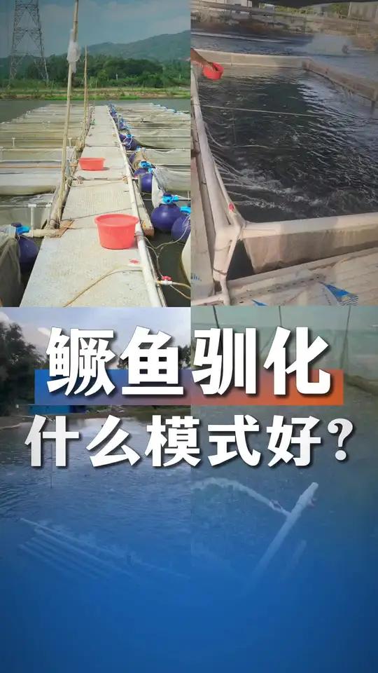 鳜鱼驯化用什么模式好?小网箱,大网箱、原塘驯化、原塘围网有什么优缺点?看完这个视频你就明白