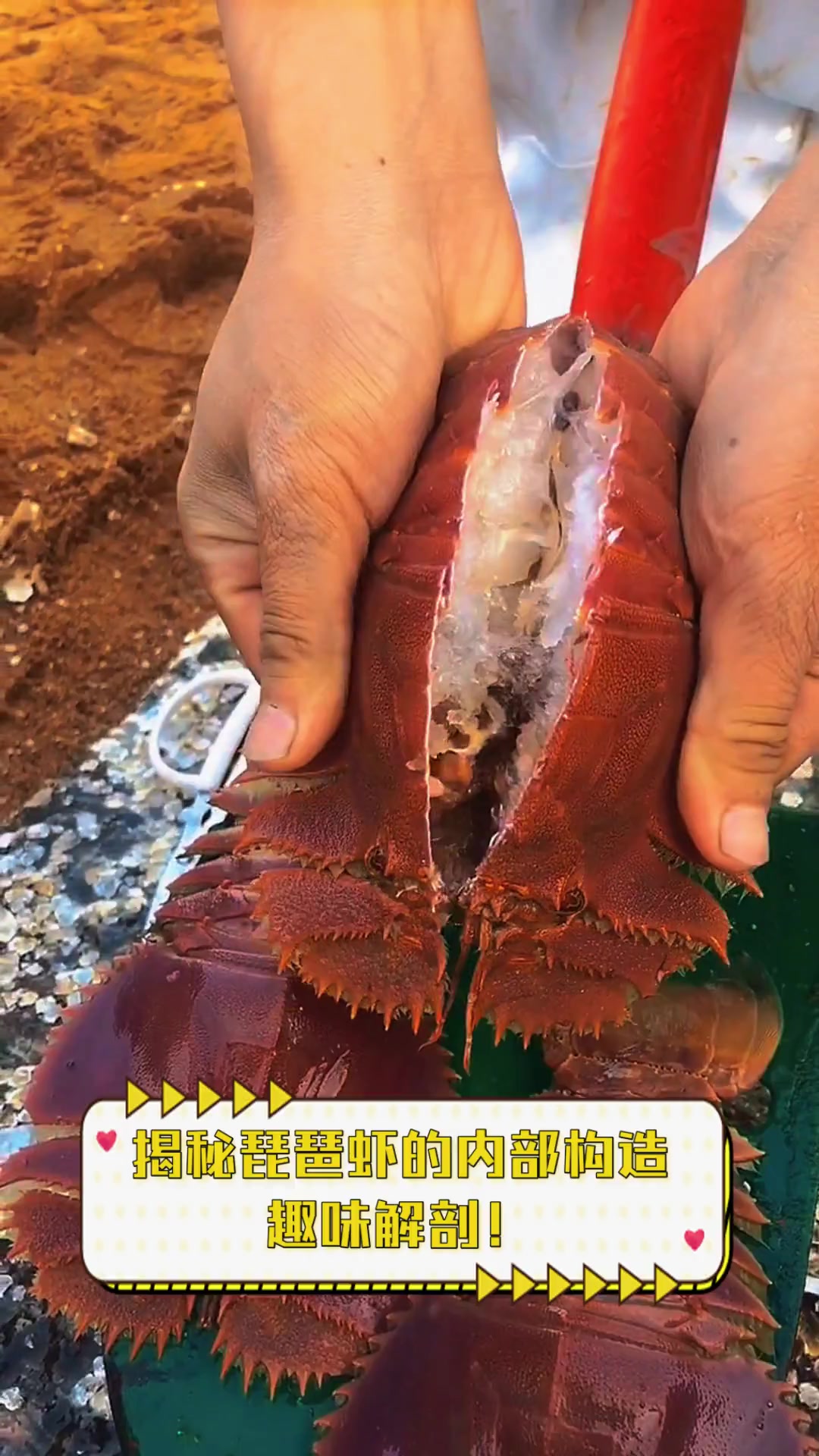 揭秘琵琶虾的内部构造,趣味解剖!