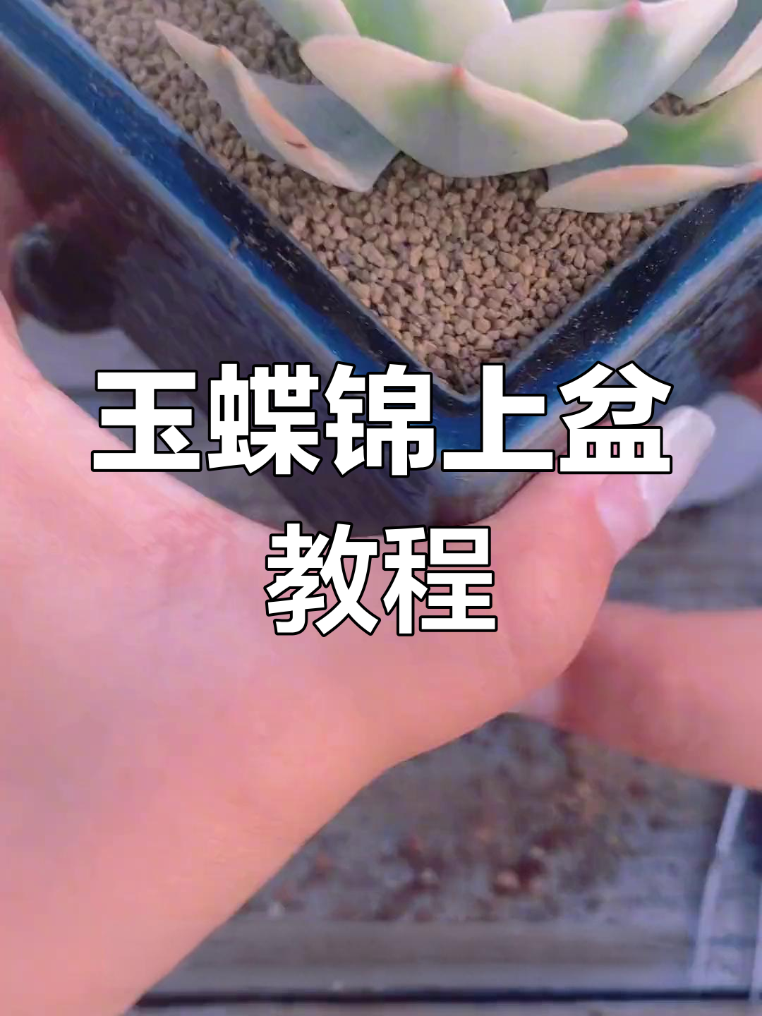 玉蝶锦上盆技巧大揭秘,轻松打造完美造型