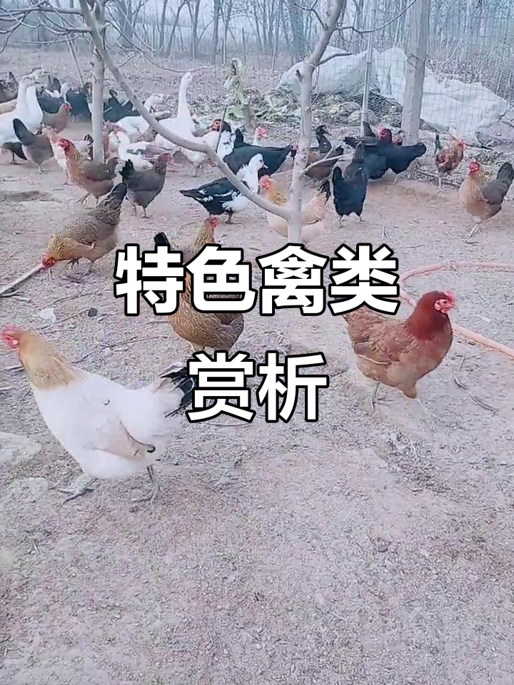华北柴鸡与非洲雁,外观独特,农村养殖乐趣尽显