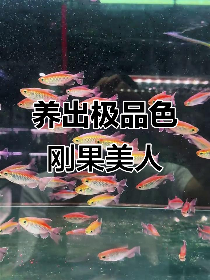 刚果美人鱼色彩升级,螺旋藻饲料让鳞片更亮丽