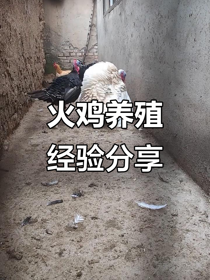 火鸡养殖技术交流,尼古拉火鸡的饲养技巧